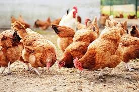 Poultry