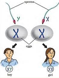 MCQ(Solution) - Reaching The Age of Adolescence | Science Class 8