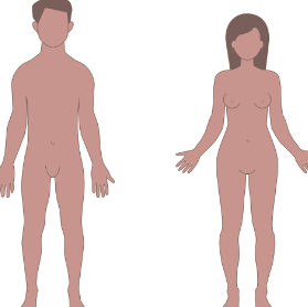 Adult Male and Female