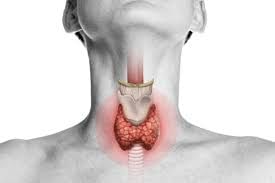 Larynx