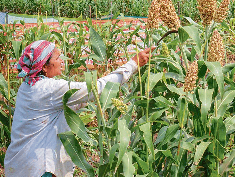 Millets farming
