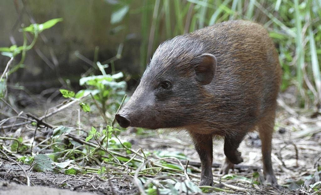 Pygmy Hog