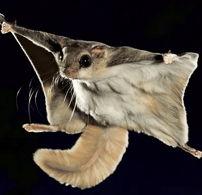 Namdapha Flying Squirrel