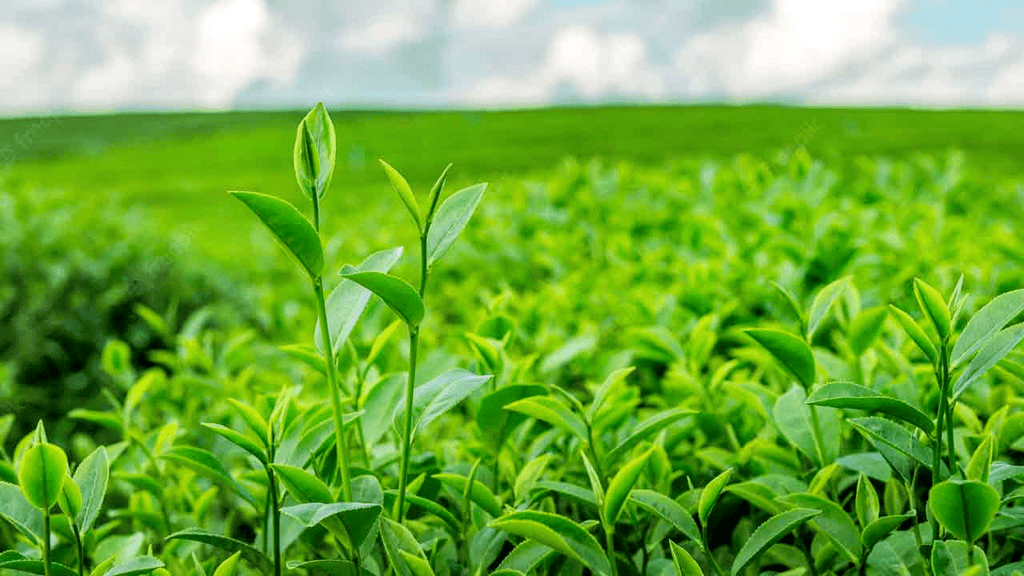 Agriculture Summary Class 8 NCERT Summary Chapter 4
