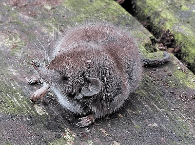 Andaman shrew 