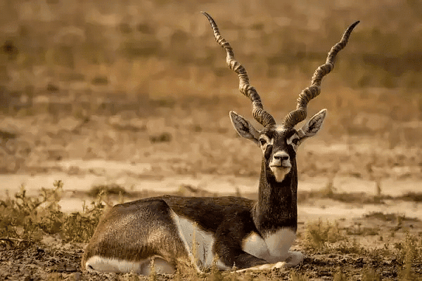 Shankar IAS Summary: Protected Area Network | Famous Books for UPSC Exam (Summary & Tests)
