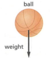 Force and their effects Chapter Notes | IGCSE Cambridge Science for Year 7 - Class 7