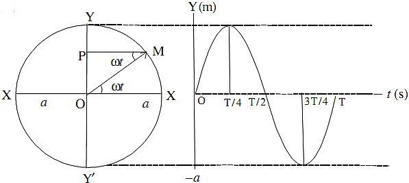 Simple Harmonic Motion