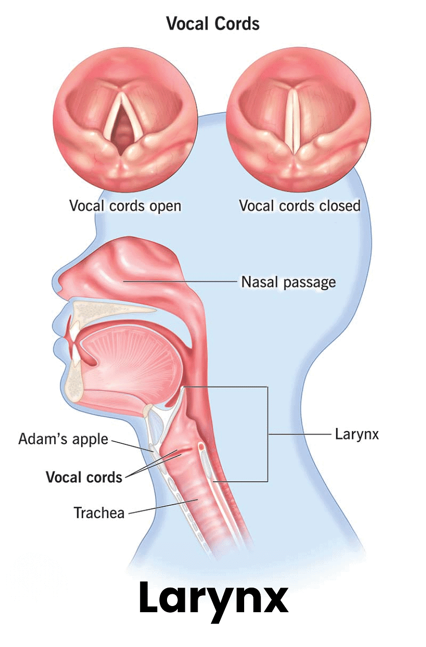 Sound Class 8 Notes Science Chapter 11