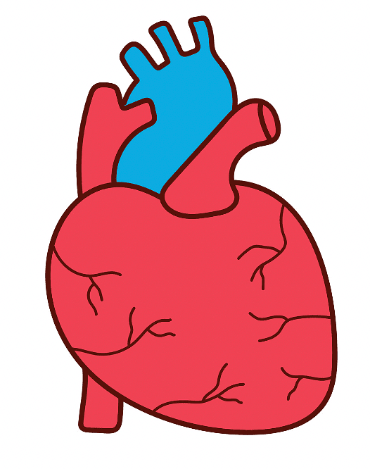 Bones, Muscles and Postures - 1 Class 2 Worksheet Science
