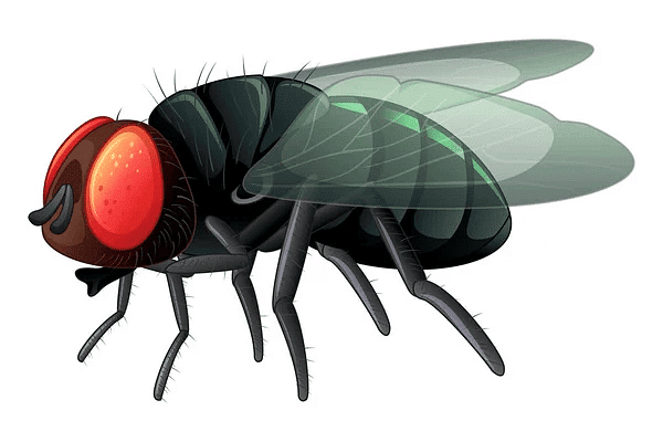 How Creatures Move - 1 Class 3 Worksheet English Unit 1