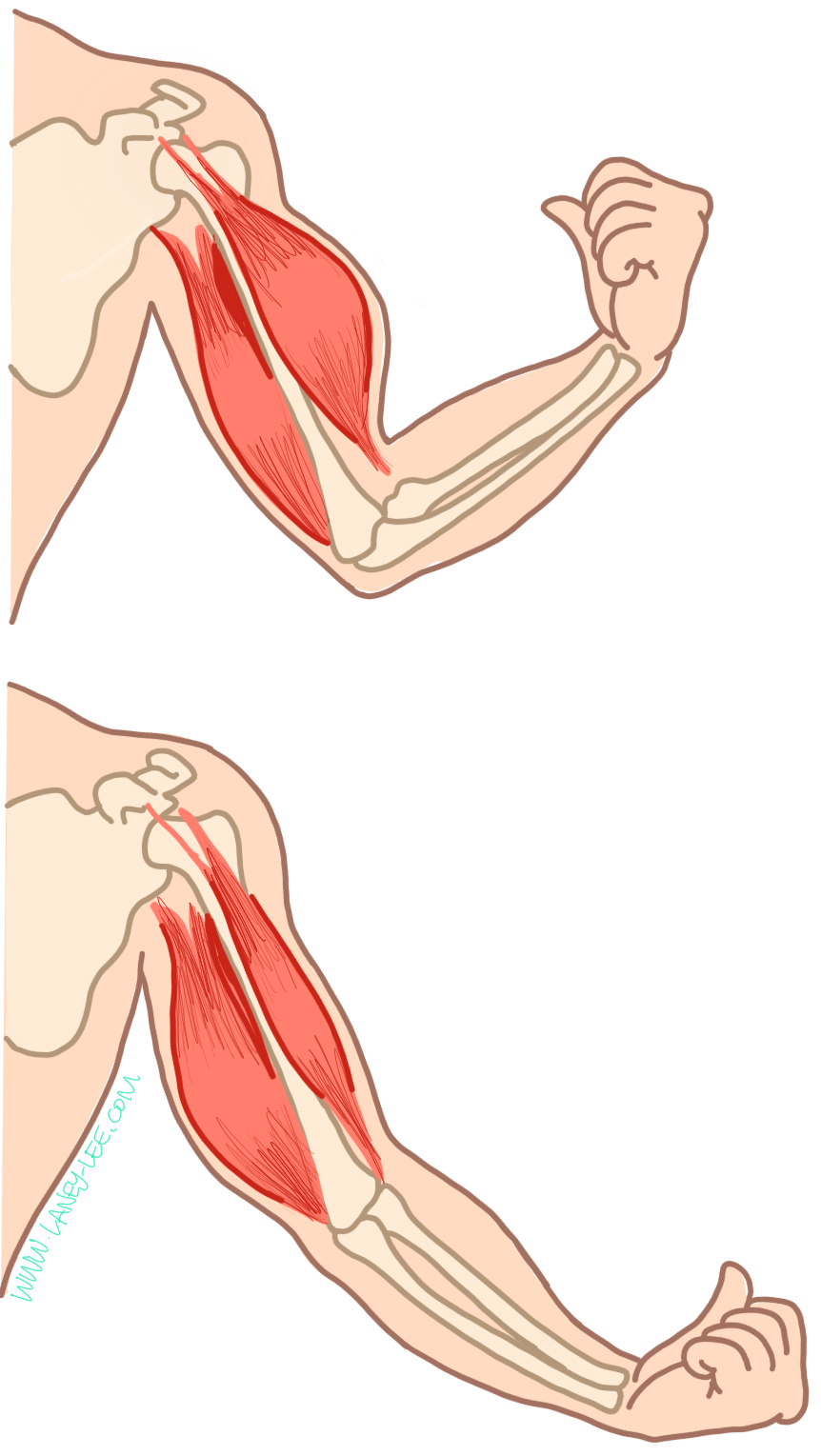 Bones, Muscles and Postures - 1 Class 2 Worksheet Science