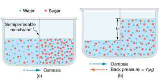 Molecular Transport Phenomena: Diffusion, Osmosis, and Related Processes | Basic Physics for IIT JAM