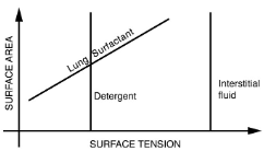 Cohesion and Adhesion in Liquids: Surface Tension and Capillary Action | Basic Physics for IIT JAM