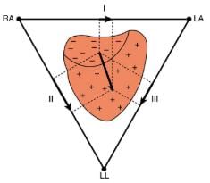Nerve Conduction–Electrocardiograms | Basic Physics for IIT JAM