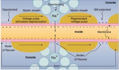 Nerve Conduction–Electrocardiograms | Basic Physics for IIT JAM