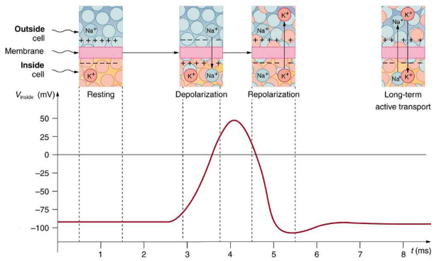 Nerve Conduction–Electrocardiograms | Basic Physics for IIT JAM