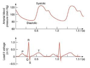 Nerve Conduction–Electrocardiograms | Basic Physics for IIT JAM