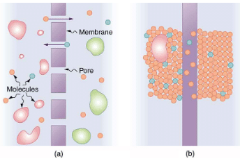 Molecular Transport Phenomena: Diffusion, Osmosis, and Related Processes | Basic Physics for IIT JAM