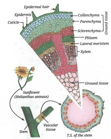 Internal Structure of a sunflower stem