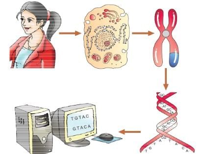 Important Diagrams: Molecular Basis of Inheritance | Biology Class 12 - NEET
