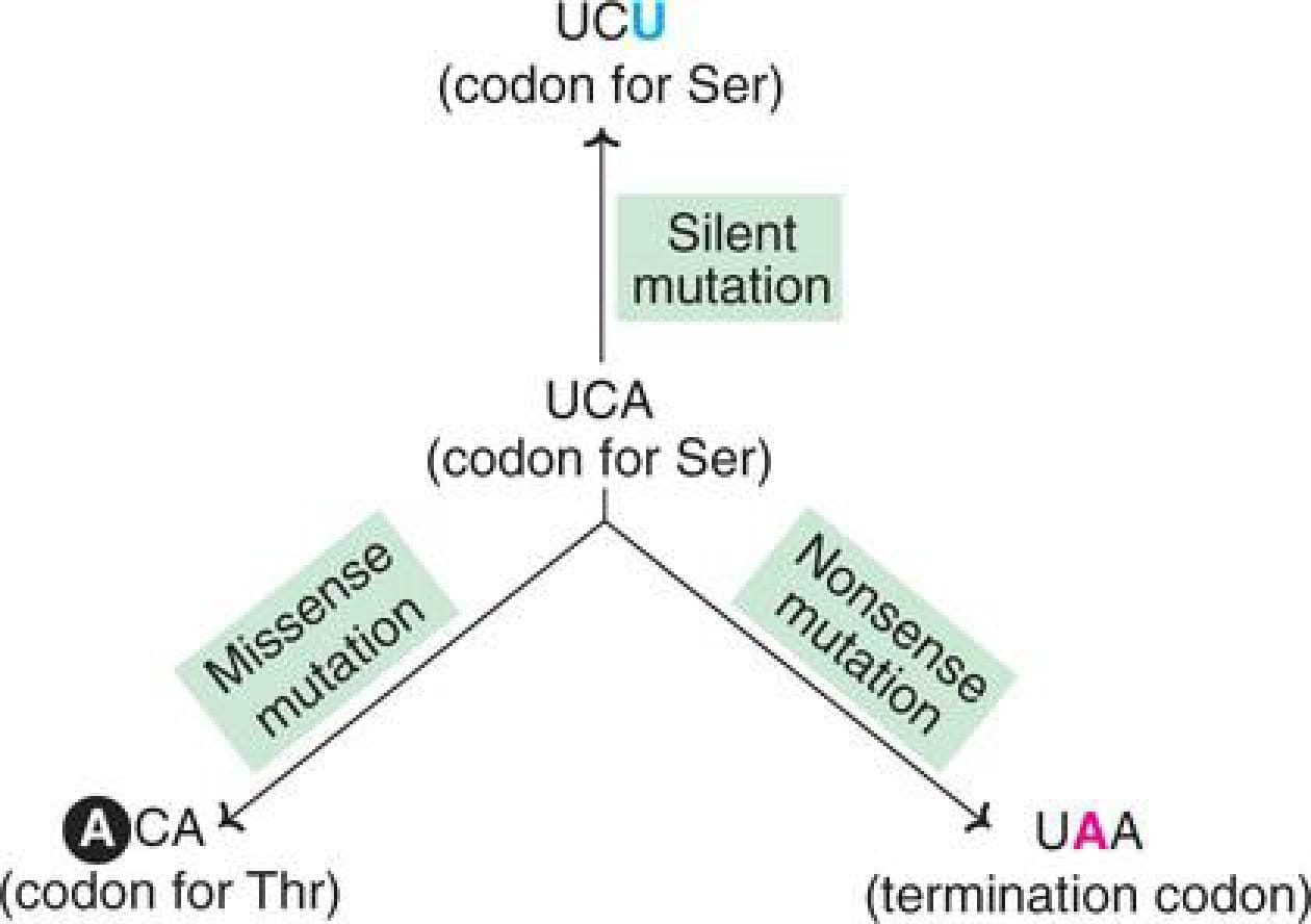 DNA - Replication, Recombination and Repair - 2 Chapter Notes ...