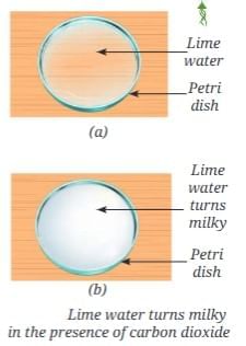 Nature of Matter: Elements, Compounds, and Mixtures Chapter Notes | Science Curiosity Class 8 -  New NCERT