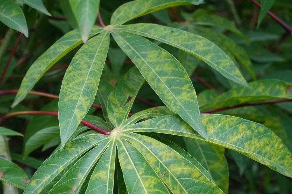 Cassava Brown Streak Disease
