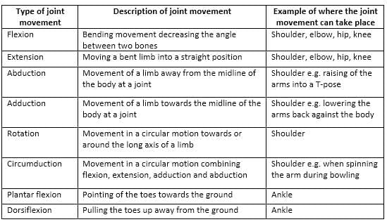 The Structure & Functions of the Musculoskeletal System | Physical Education for GCSE/IGCSE - Year 11