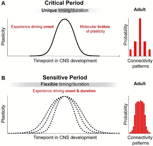 Physical Development Across the Lifespan Chapter Notes | AP Psychology - Grade 11