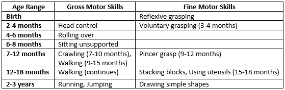 Physical Development Across the Lifespan Chapter Notes | AP Psychology - Grade 11