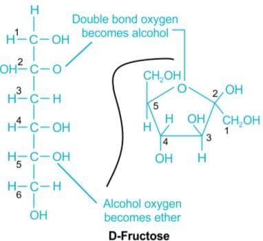 NEET Previous Year Questions (2014-2025): Biomolecules | Chemistry Class 12