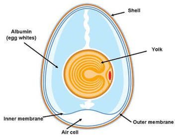 Science Olympiad Previous Year Questions - 1 | Science Olympiad Class 4