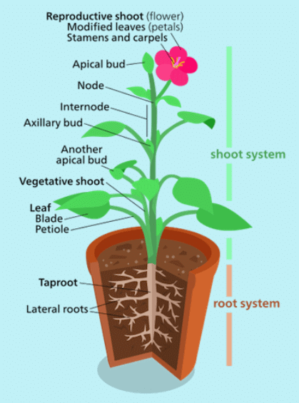 Notes: Plants | EVS & Pedagogy Paper 1 for CTET & TET Exams - CTET & State TET