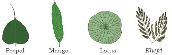 Worksheet: Getting to Know Plants | Worksheets with solutions for Class 3