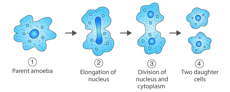 Olympiad Notes: How do Organisms Reproduce? | Science Class 10