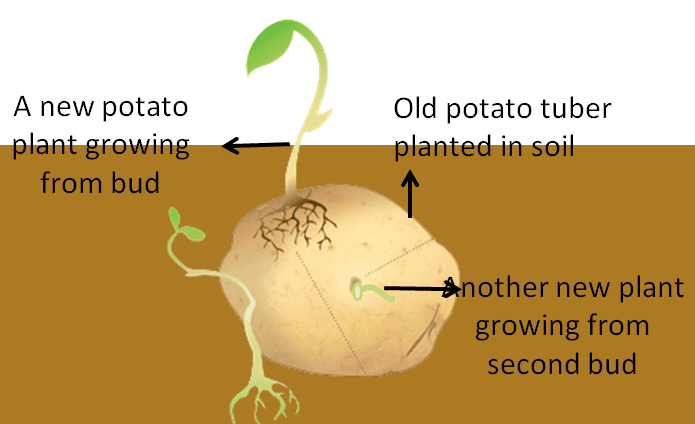Olympiad Notes: How do Organisms Reproduce? | Science Class 10
