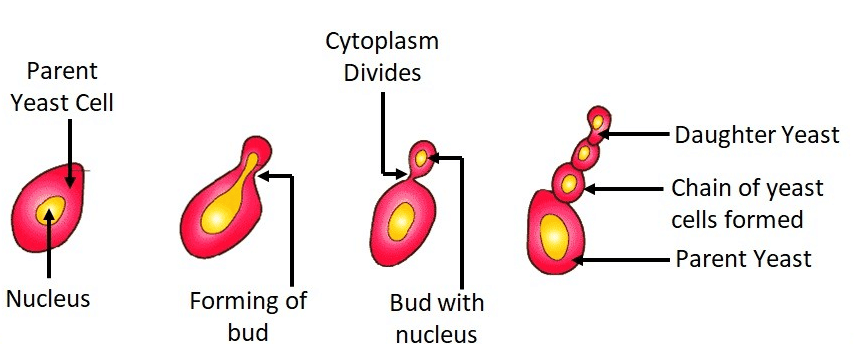 Olympiad Notes: How do Organisms Reproduce? | Science Class 10