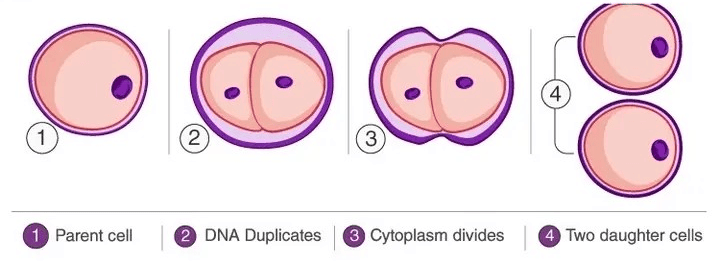 Class 10 Science Chapter 7 Question Answers - How Do Organisms Reproduce