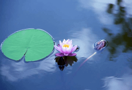 Adaptations in Plants - 2 Class 6 Worksheet Science