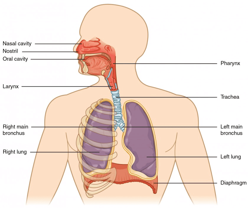 Important Diagrams: Life Processes | Science Class 10