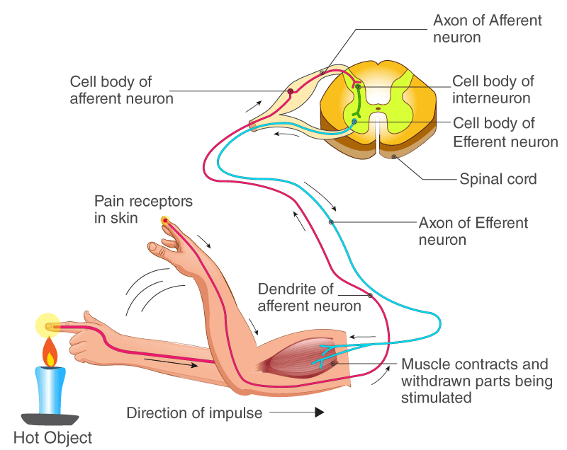 Reflex Arc