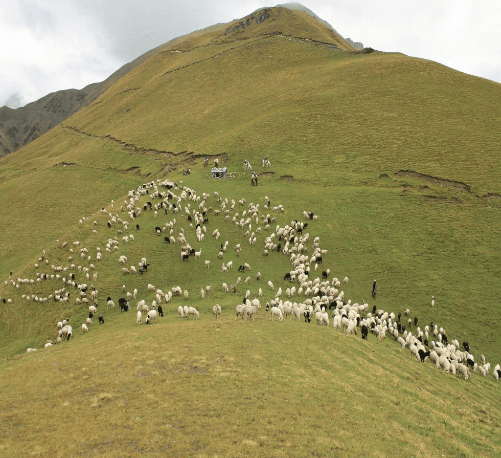 Sheep grazing on the Bugyals of Eastern Garhwal