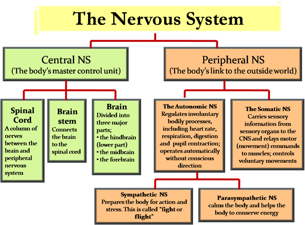 Overview: Control & Coordination | Science Class 10