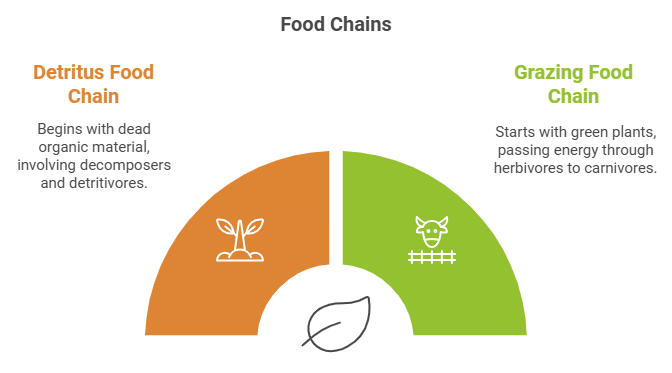 Ecosystem & Food Chain | Science Class 10