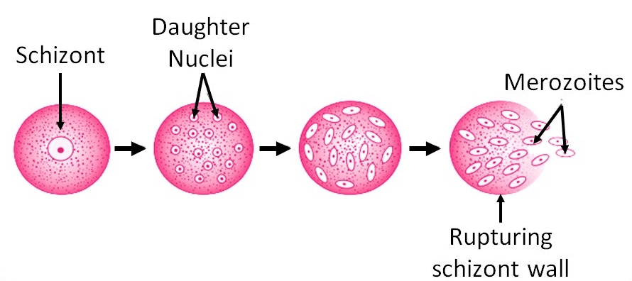 Class 10 Science Chapter 7 Question Answers - How Do Organisms Reproduce
