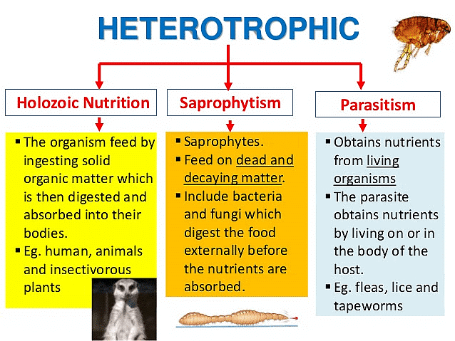 Life Processes- 1 Chapter Notes | Science Class 10