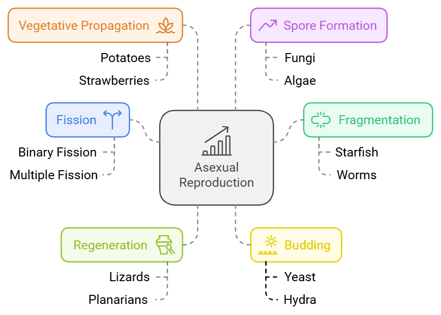 How do Organisms Reproduce Class 10 Notes Science Chapter 7