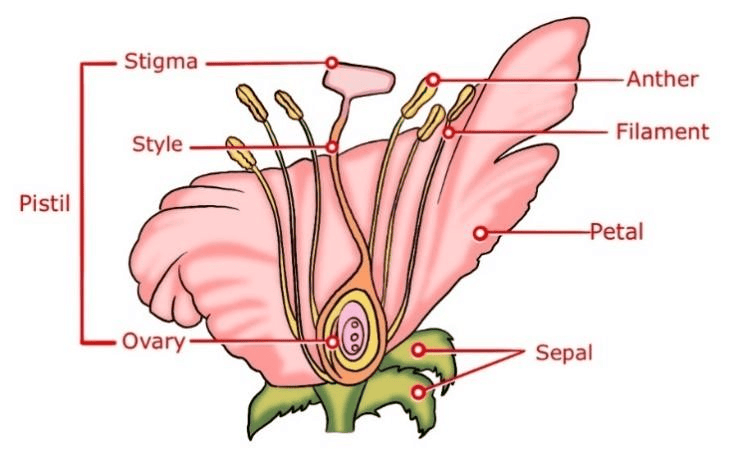 Diagram Based Questions: How do Organisms Reproduce? | Science Class 10