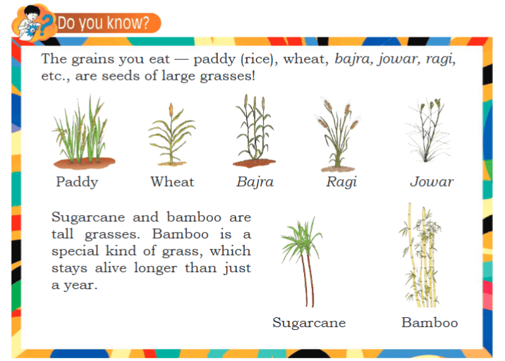 Getting to Know Plants Chapter Notes | EVS Class 3: The World around us (Our Wondrous World)